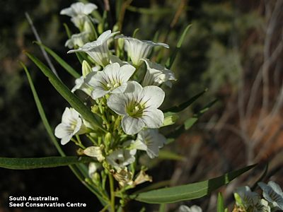 Duboisia hopwoodii flower